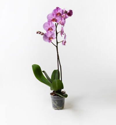 Lilla orkidé